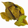 CINCHONA OFFICIONALIS