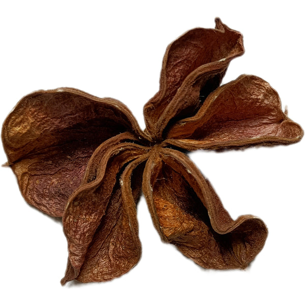 CALOTROPIS POD