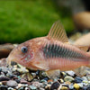 Corydoras Aeneus