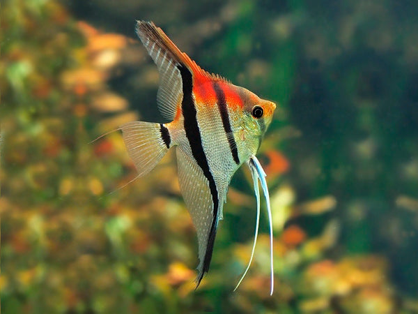 PTEROPHYLLUM SCALARE MANACAPURU F3