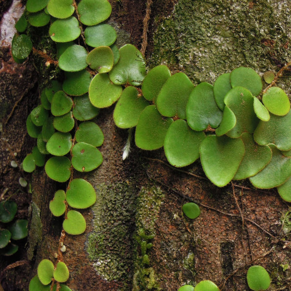 HELECHO PYRROSIA NUMMULARIFOLIA