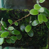 HELECHO PYRROSIA NUMMULARIFOLIA