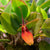 ORQUIDEA RESTREPIA TRICHOGLOSSA