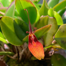 ORQUIDEA RESTREPIA TRICHOGLOSSA