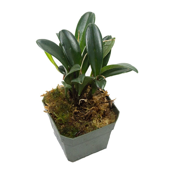 ORQUÍDEA STELIS ARGENTATA