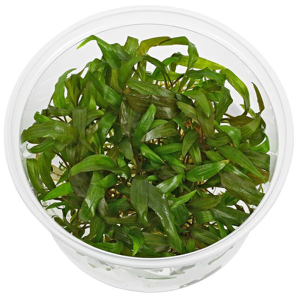 CRYPTOCORYNE USTERIANA