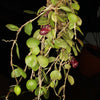ORQUÍDEA ZOOTROPHION SERPENTINUM