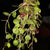 ORQUÍDEA ZOOTROPHION SERPENTINUM
