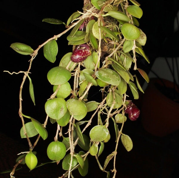 ORQUÍDEA ZOOTROPHION SERPENTINUM