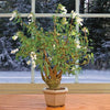 BEGONIA TRIPARTITA