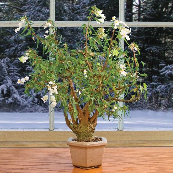 BEGONIA TRIPARTITA