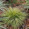 ACORUS OGON