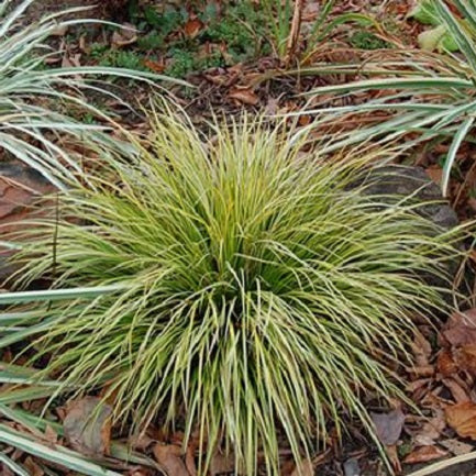 ACORUS OGON