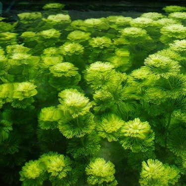 AMBULIA SESSILIFLORA