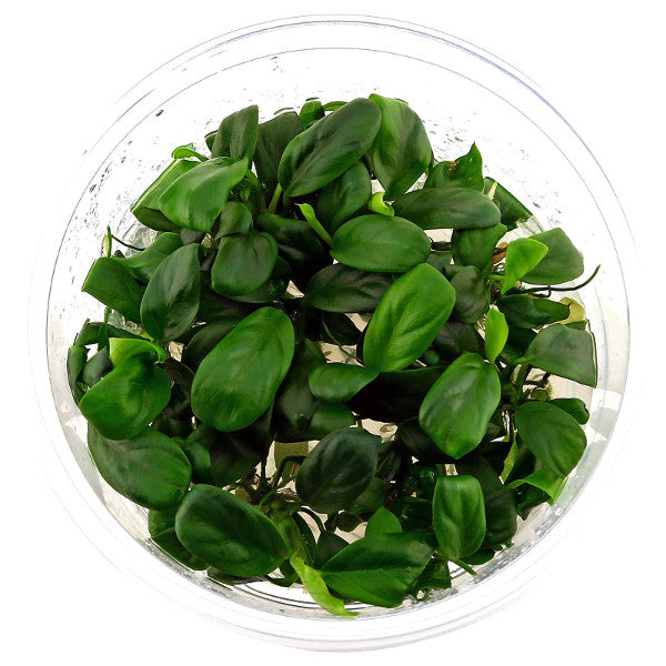 Anubias barteri var. nana "Bonsai" In vitro