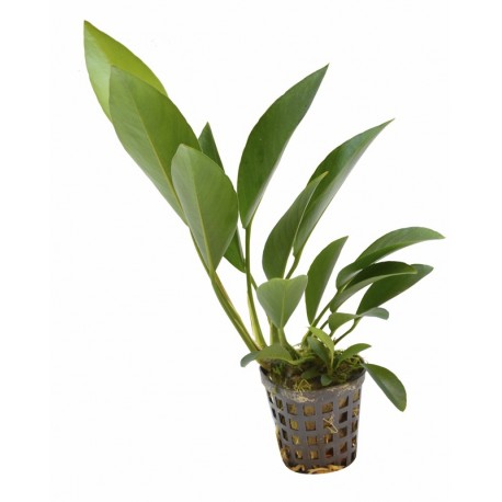 ANUBIAS CONGENSIS