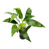 ANUBIAS LANCEOLATA