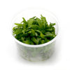 Anubias barteri var. Galbra In vitro
