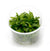 Anubias barteri var. Galbra In vitro