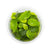 Anubias barteri Var. nana "golden" In vitro