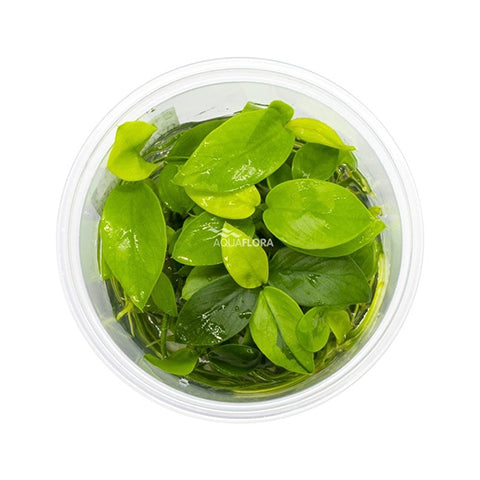 Anubias barteri Var. nana "golden" In vitro