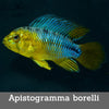 Apistogramma borelli