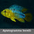 Apistogramma borelli