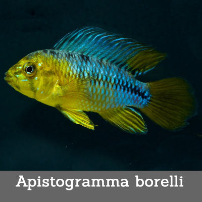 Apistogramma borelli