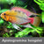 Apistogramma hongsloi