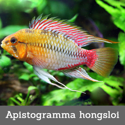 Apistogramma hongsloi