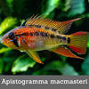Apistogramma macmasteri