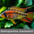 Apistogramma macmasteri