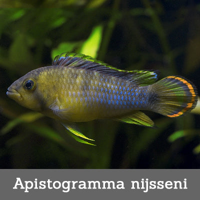 Apistogramma nijsseni