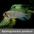 Apistogramma panduro