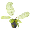 APONOGETON MADAGASCARIENSIS (BULBO)