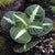 ARGOSTEMMA ROUND LEAF