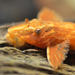 Loricaria Sp. Red