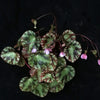 BEGONIA GIRONELLAE