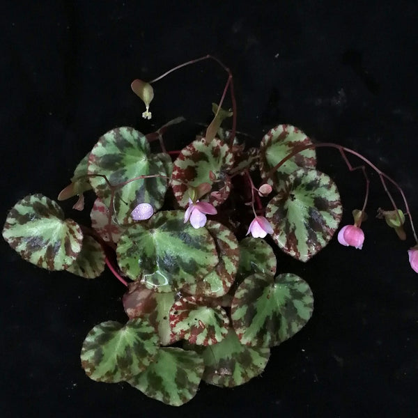 BEGONIA GIRONELLAE