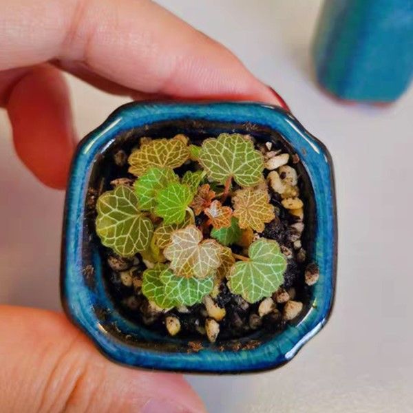 BEGONIA SAXIFRAGA