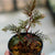 BEGONIA BIPINNATIFIDA