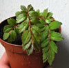 BEGONIA FOLIOSA VAR. MINIATA