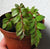 BEGONIA FOLIOSA VAR. MINIATA