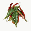 BEGONIA MACULATA WIGHTII