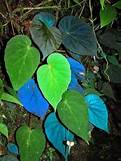 BEGONIA PAVONINA