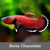 Betta chanoides