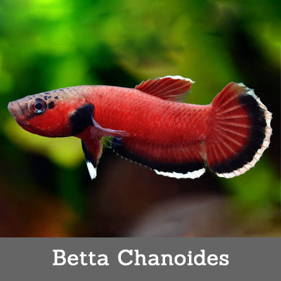Betta chanoides