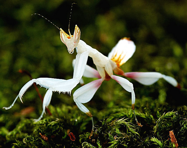 HYMENOPUS CORONATUS