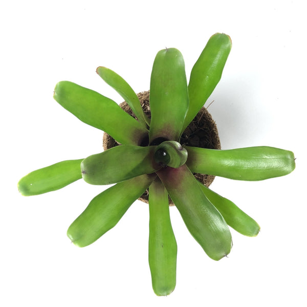 BROMELIA NEOREGELIA SCHULTESIANA FIREBALL