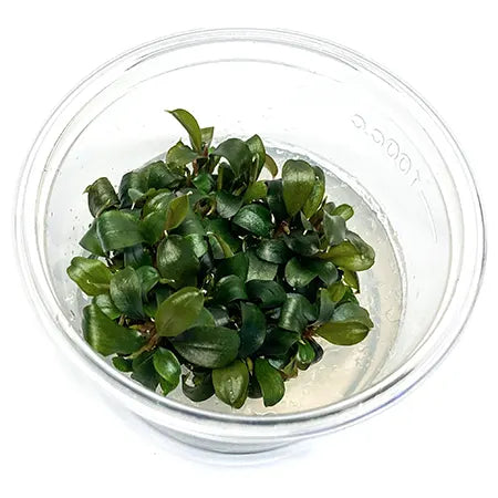 Bucephalndra batang kawa